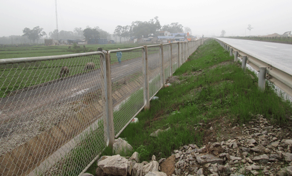 Trâu vượt quốc lộ: Nguy cơ tai nạn giao thông rình rập! ảnh 14