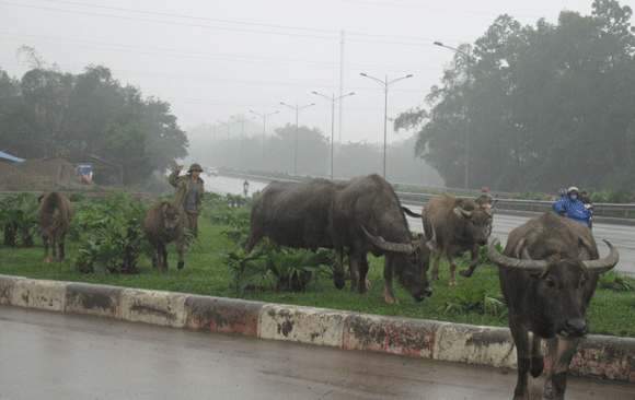 Trâu vượt quốc lộ: Nguy cơ tai nạn giao thông rình rập! ảnh 2