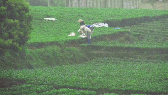 Mê mẩn sắc xanh của những đồi chè Tân Cương xứ Thái ảnh 10