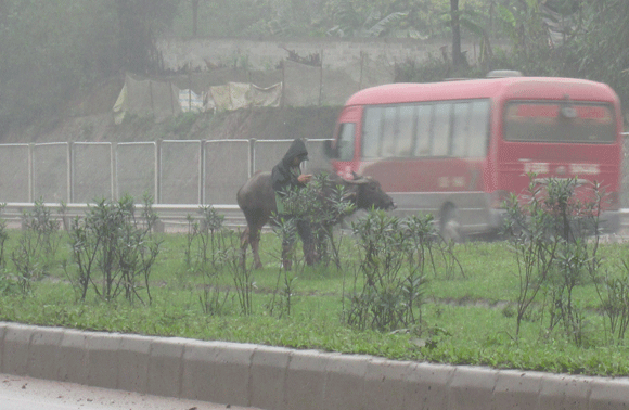 Trâu vượt quốc lộ: Nguy cơ tai nạn giao thông rình rập! ảnh 6