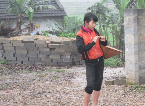 Trâu vượt quốc lộ: Nguy cơ tai nạn giao thông rình rập! ảnh 9