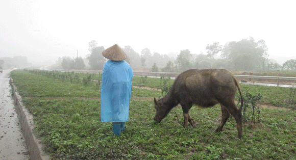 Trâu vượt quốc lộ: Nguy cơ tai nạn giao thông rình rập! ảnh 3