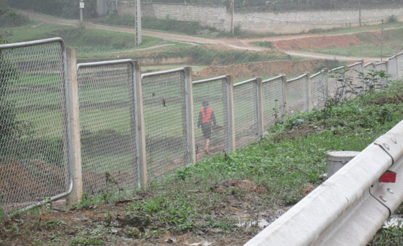 Trâu vượt quốc lộ: Nguy cơ tai nạn giao thông rình rập! ảnh 10