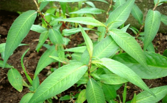 3 rau gia vị bà bầu không nên ăn nhiều ảnh 1