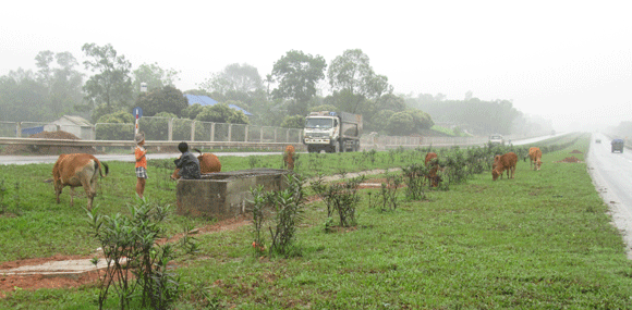 Trâu vượt quốc lộ: Nguy cơ tai nạn giao thông rình rập! ảnh 12