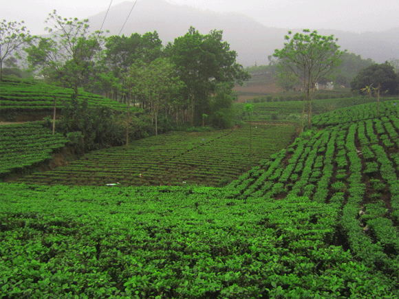 Mê mẩn sắc xanh của những đồi chè Tân Cương xứ Thái ảnh 4