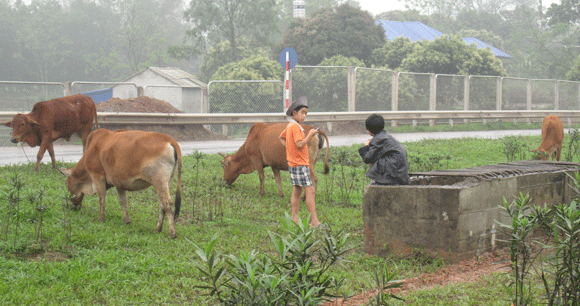 Trâu vượt quốc lộ: Nguy cơ tai nạn giao thông rình rập! ảnh 13