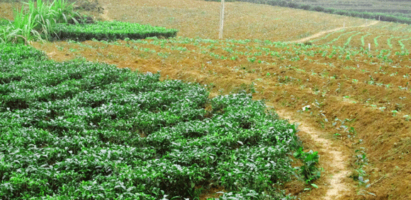 Mê mẩn sắc xanh của những đồi chè Tân Cương xứ Thái ảnh 6