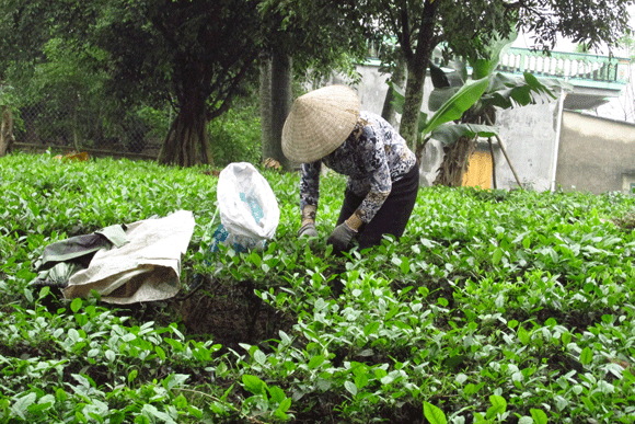 Mê mẩn sắc xanh của những đồi chè Tân Cương xứ Thái ảnh 9