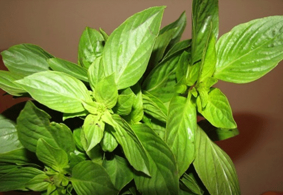 3 rau gia vị bà bầu không nên ăn nhiều ảnh 2