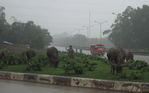 Trâu vượt quốc lộ: Nguy cơ tai nạn giao thông rình rập! ảnh 1