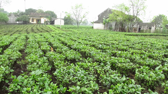 Mê mẩn sắc xanh của những đồi chè Tân Cương xứ Thái ảnh 11