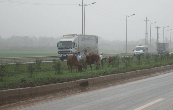 Trâu vượt quốc lộ: Nguy cơ tai nạn giao thông rình rập! ảnh 17