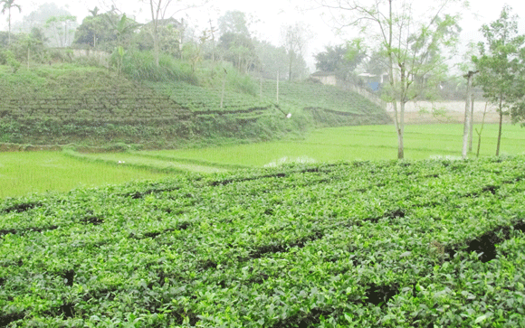 Mê mẩn sắc xanh của những đồi chè Tân Cương xứ Thái ảnh 5