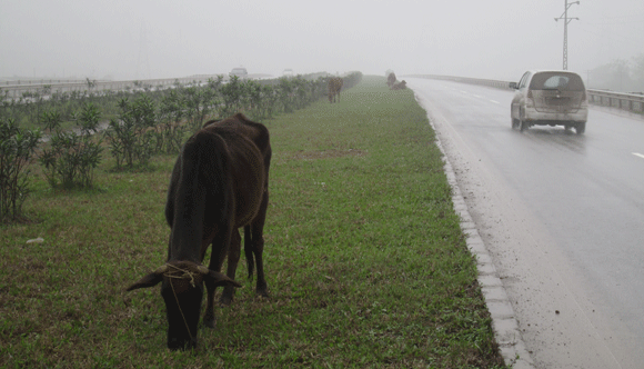 Trâu vượt quốc lộ: Nguy cơ tai nạn giao thông rình rập! ảnh 16