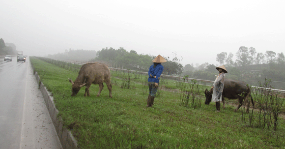 Trâu vượt quốc lộ: Nguy cơ tai nạn giao thông rình rập! ảnh 5