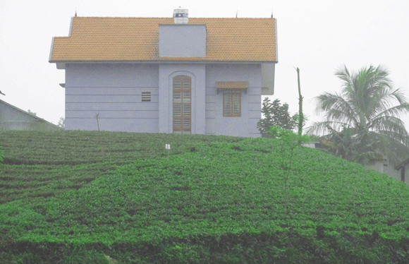 Mê mẩn sắc xanh của những đồi chè Tân Cương xứ Thái ảnh 12