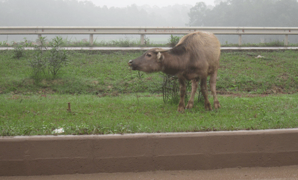 Trâu vượt quốc lộ: Nguy cơ tai nạn giao thông rình rập! ảnh 15