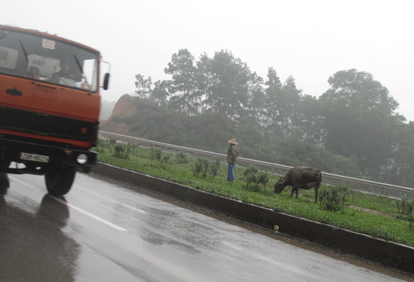 Trâu vượt quốc lộ: Nguy cơ tai nạn giao thông rình rập! ảnh 4