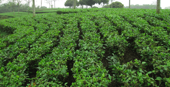 Mê mẩn sắc xanh của những đồi chè Tân Cương xứ Thái ảnh 3