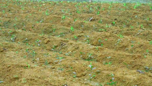 Mê mẩn sắc xanh của những đồi chè Tân Cương xứ Thái ảnh 7