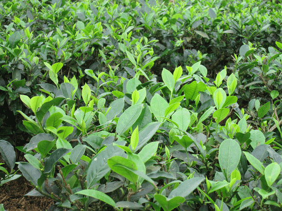 Mê mẩn sắc xanh của những đồi chè Tân Cương xứ Thái ảnh 2