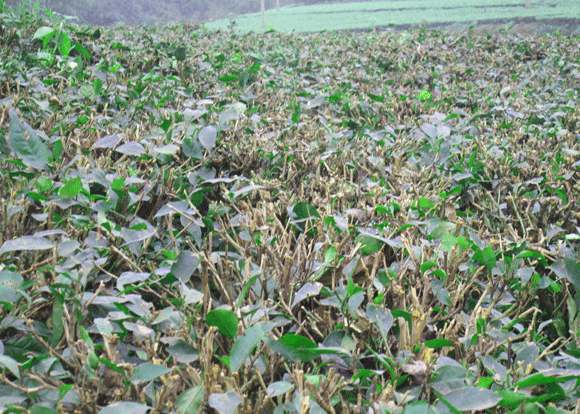 Mê mẩn sắc xanh của những đồi chè Tân Cương xứ Thái ảnh 13