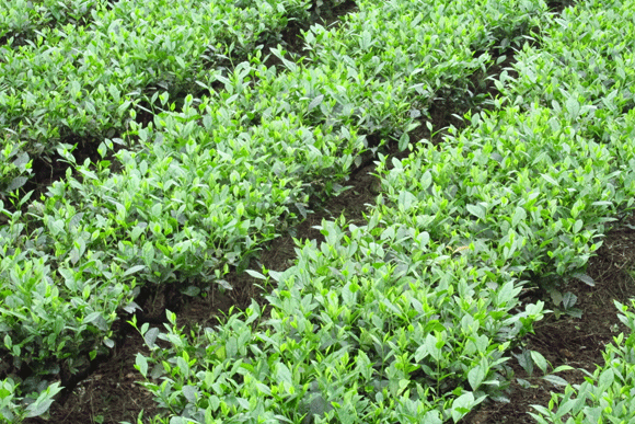 Mê mẩn sắc xanh của những đồi chè Tân Cương xứ Thái ảnh 8