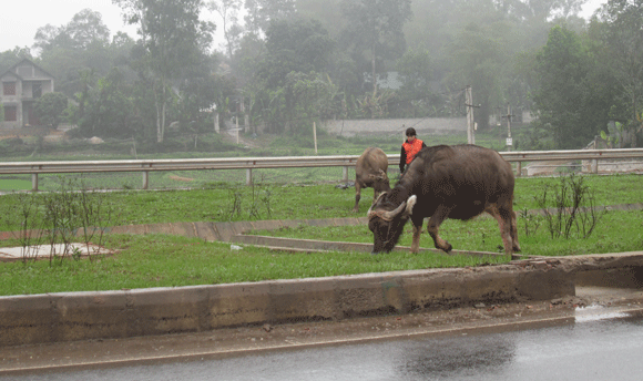 Trâu vượt quốc lộ: Nguy cơ tai nạn giao thông rình rập! ảnh 11