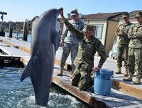 Những thú vị về chương trình sử dụng động vật gián điệp trong Chiến tranh Lạnh mà CIA vừa giải mật