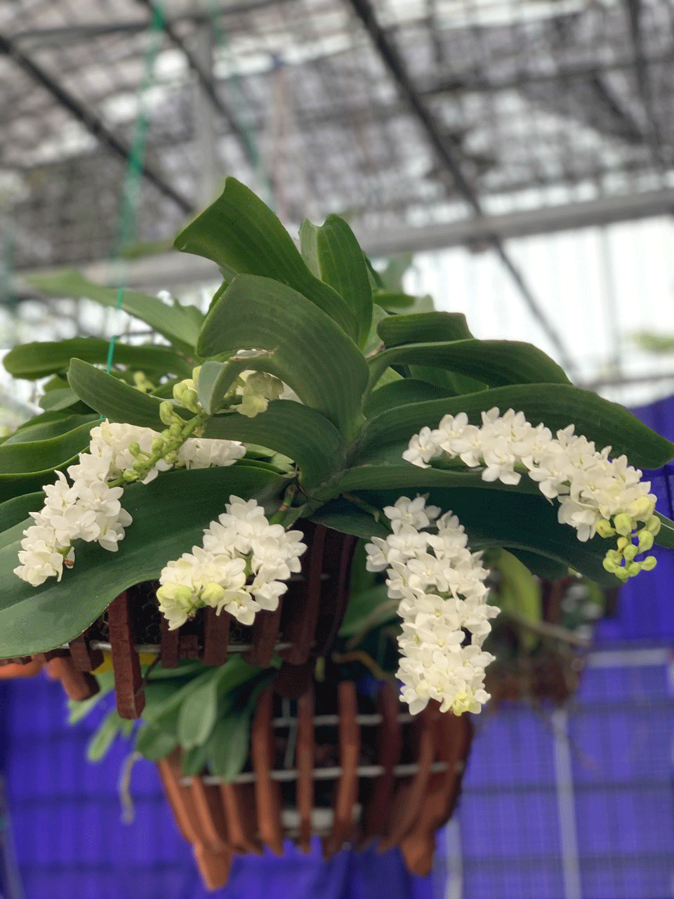 Lan đai châu đột biến. Ảnh: Gỗ Phiều Nhung Lan đai châu đột biến. Ảnh: Gỗ Phiều Nhung