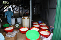 Độc tố cực mạnh từ chất thải của công xưởng ma túy tại Khánh Hòa khiến cây cối chết khô