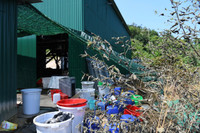 Độc tố cực mạnh từ chất thải của công xưởng ma túy tại Khánh Hòa khiến cây cối chết khô