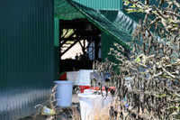 Độc tố cực mạnh từ chất thải của công xưởng ma túy tại Khánh Hòa khiến cây cối chết khô