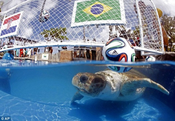 Rùa tiên tri “phán” Brazil thắng Croatia trong trận mở màn World Cup 2014 ảnh 1