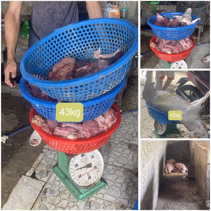 Số lợn bị nhiễm dịch tả lợn châu Phi liên quan đến vụ án