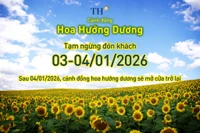 Cánh đồng hướng dương TH tạm đóng cửa ngày 3-4/1/2026