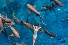 Ánh Viên bơi cùng cá mập ở Maldives