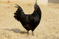 [ẢNH] Những loài động vật xấu xí nhưng có giá cao không ngờ tới