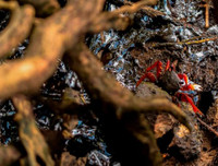 [ẢNH] Những bức hình đầy ám ảnh về ô nhiễm môi trường biển ở Brazil