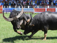Ngoài chọi trâu, trên thế giới còn những môn thi đấu kỳ dị nào dành cho động vật?