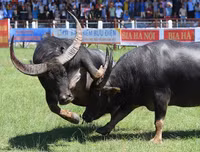 Ngoài chọi trâu, trên thế giới còn những môn thi đấu kỳ dị nào dành cho động vật?