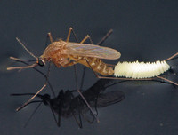 [ẢNH] Những món ăn kỳ lạ có 