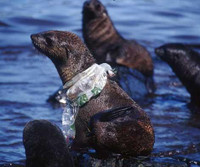 [ẢNH] Rác thải nhựa đang giết chết động vật như thế nào?