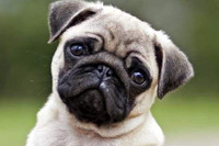 Những giống chó đáng yêu hiền lành nhất có thể làm bạn tốt trong gia đình