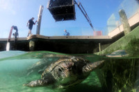 [ẢNH] Bên trong trung tâm nuôi dưỡng loài rùa có nguy cơ tuyệt chủng