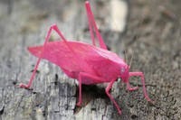 [ẢNH] Những loài vật có màu sắc độc lạ mà bạn không ngờ tới