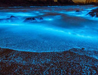 [ẢNH] Vẻ đẹp huyền diệu của những bãi biển tự phát sáng trong đêm