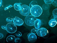 [ẢNH] Vẻ đẹp huyền diệu của những bãi biển tự phát sáng trong đêm