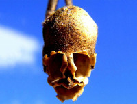 Nổi da gà với các loài thực vật 